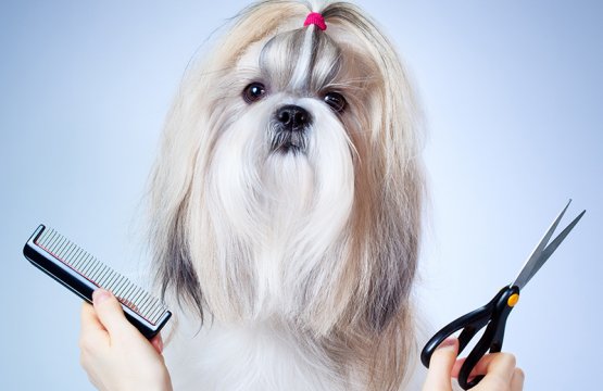 Pet Aksesuar ve Kuaför